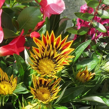 Apartment Am Kapellenberg - Am Rande Des Nationalparks Schwarzwald Bad Peterstal-Griesbach