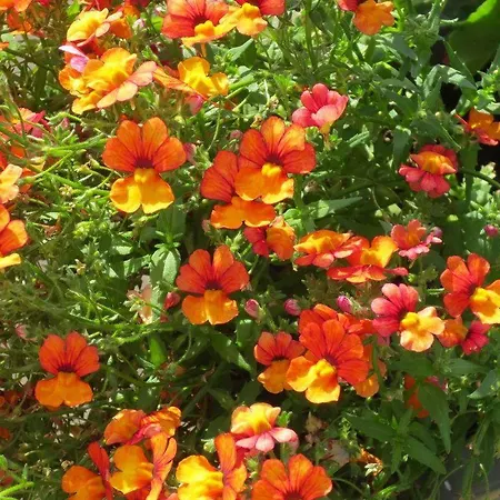 Apartment Am Kapellenberg - Am Rande Des Nationalparks Schwarzwald